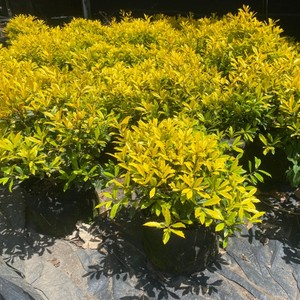 黄金枸骨盆栽 狭冠冬青室外庭院种植多年生观叶植物常绿灌木美观