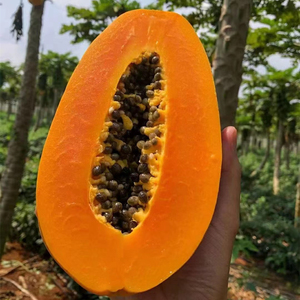 树上熟海南老树冰糖红心木瓜10斤装新鲜水果当季整箱现摘顺丰包邮