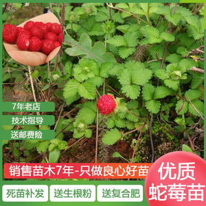 000人付款淘宝野蛇莓苗 蛇莓种子 蛇泡草药草苗当年