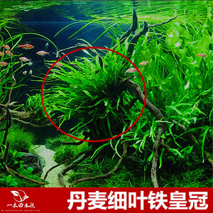 丹麦细叶铁皇冠水草懒人喜阴一木田水族箱鱼缸沉木造景活体淡植物