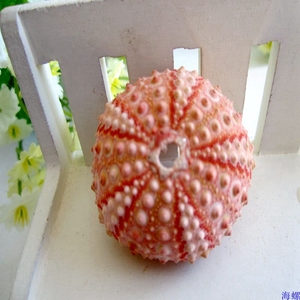 天然海螺 贝壳 粉白色海胆 4-5厘米 天然海胆 粉白铅笔海胆