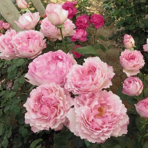 伊芙芳香催眠月季