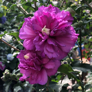 鹏哥的花圃推荐日本重瓣紫玉木槿花苗阳台庭院盆栽绿植包对版小苗