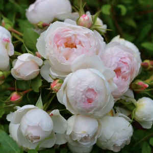 河本月季小抒情曲粉色包子型阳台庭院盆栽花卉可藤可灌多季开小苗