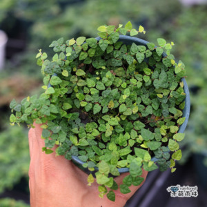 掌叶小叶薜荔薜迷你爬藤室内外花卉盆栽热带雨林缸背景板植物热销