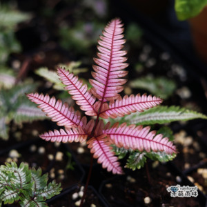 正版三色凤尾蕨热卖蕨类室内盆栽绿植热带雨林缸底层植物造景喜阴
