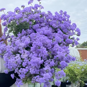 藿香蓟 花色紫雅适温全年开花 配置花坛和地被 矮生可盆栽观赏