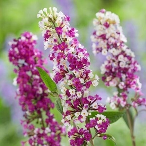 浆果奶油醉鱼草 独特的香花灌木会出纯紫玫瑰色白奶油色或双色花