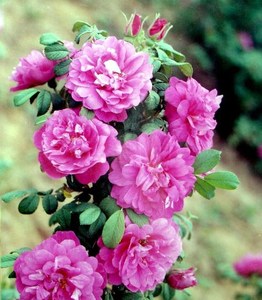红杆新款庭院冷香 食用玫瑰花苗盆栽 5至10月天天开香味浓 可泡茶