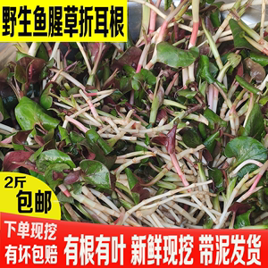 重庆四川农家野菜新鲜现挖鱼腥草折耳根节耳带叶带根蔬菜现发2斤