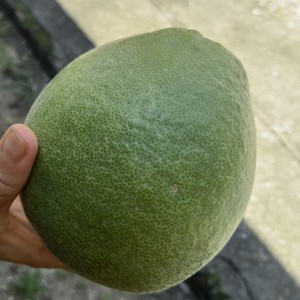 化州橘红新鲜生果化桔红青广东正宗久咳茂名药食用水果茶泡水3斤