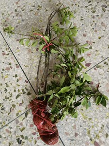 新鲜酸藤子 现采炮子藤 酸藤木中草药透地龙鸡母酸整棵带根 包邮