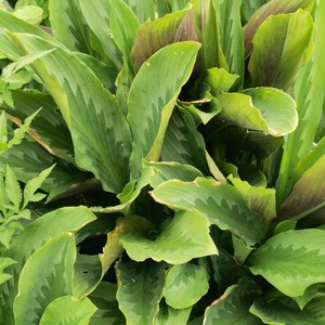 广东大叶姜三七 斑叶三七 蝴蝶花 海南三七 番郁金 可观赏可入药