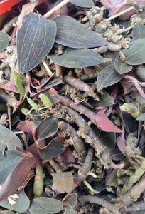 新鲜公石松 石上藕 石蚕真金草熬夜良茶 500克单线