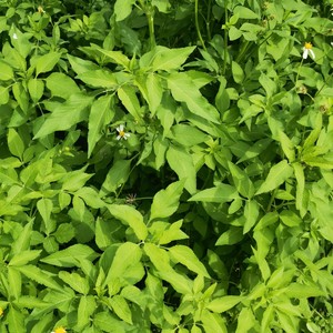 新鲜现采白花鬼针草中草药三叶鬼针草整颗带根买2斤送1斤包邮