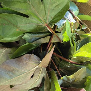 新鲜棉叶珊瑚花红叶麻风树 红麻枫木红麻枫树枝叶1斤小苗1棵根1斤