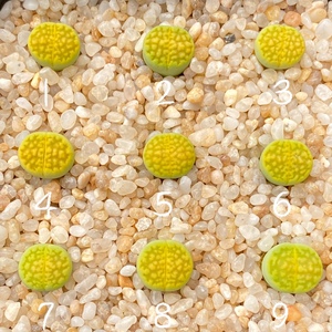 生石花c111a黄巴厘玉1.5年一物一拍非偏远满百包邮