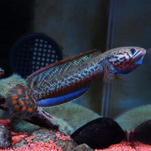 七彩雷龙鱼小型淡水热带观赏凶猛肉食鱼宠物水族适合小型室内鱼缸