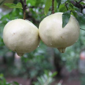 白石榴新鲜水果贵妃甜陕西临潼纯甜三白整箱大果5斤孕妇儿童顺丰