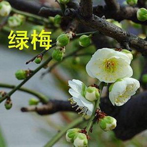 实物绿梅花梅花树桩盆景绿萼梅老桩耐寒盆栽四季花卉容易成活盆栽