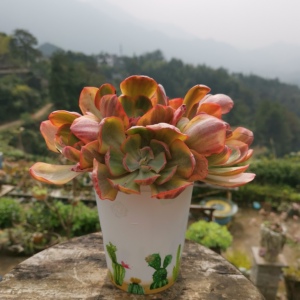 锦夕阳牡丹锦多肉植物老桩一物一拍阳台庭院绿植