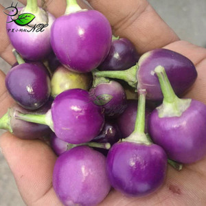 001人付款淘宝广西特产新鲜现摘 五彩椒 泡椒七彩椒辣椒 灯笼椒 生