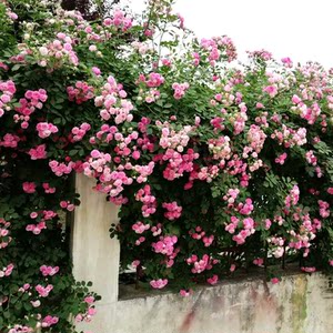 无刺多花粉团爬藤蔷薇花苗十姐妹庭院粉色大花浓香型七姐妹浅粉色