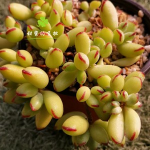 多肉植物精灵豆福娘萌肉肉 易爆盆群生多头 新手多肉 甜蜜的负担