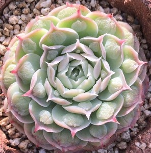 流星雨多肉