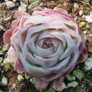 0086人付款淘宝【七总】多肉,惊鸿仙子,单头宽叶粉色卡西欧韩货贵货