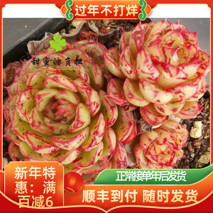 魔焰多肉 一物一拍血斑回声多肉血莺多肉 回声群生多肉 稀有品种