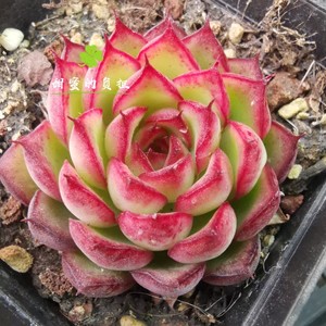 萤火虫 多肉植物景天科 萤火虫 一物一拍趣味盆栽多肉植物