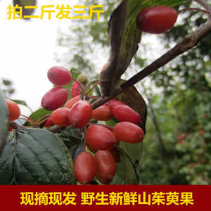 原产地西峡 野生新鲜山茱萸果实 自然成熟 现摘现发 拍二发三包邮