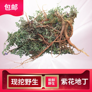002人付款淘宝春季野生中药材新鲜甜地丁草萝卜地丁紫花地丁鸡丁草