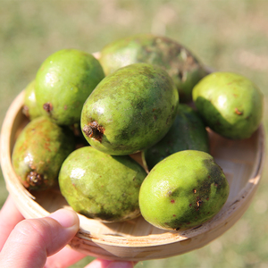 咳地佬新鲜野生咳地佬克地佬野果克地老泡酒云南保山腾冲特产500g