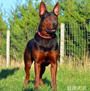 yx6688882016淘宝黑狼犬幼犬纯种墨界中华纯黑色狼狗活体猎犬军犬幼