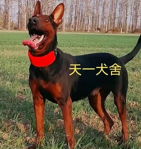 莱州红幼犬活体纯种苏联红狼犬狼狗山红犬大型犬红马犬