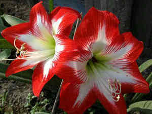 朱顶红东北女王土朱大球侧球百合盆栽进口内外香水阳台满50元包邮