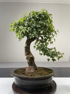 三角枫盆景 天然原生小叶红芽 日本唐枫  成品熟桩 枫树盆栽①组