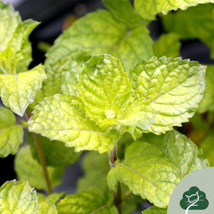 薄荷盆栽香橙薄荷阳台庭院香草茶甜点烹饪猫森香草观赏草莓柠檬