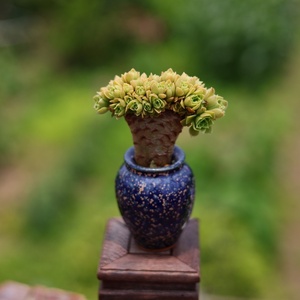 hu234907742淘宝绿羊绒缀化4年老桩盆景多肉老桩大蘑菇控养桌面植物