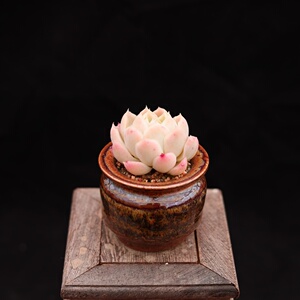 白月影老桩盆景3年桩大蘑菇控养精品植物一物一拍孤品多肉