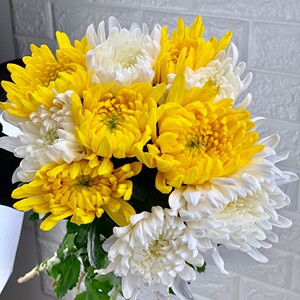 新鲜黄菊花盆栽