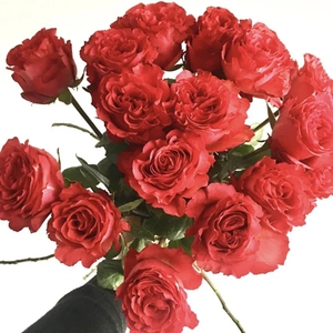 风丰姿梦金鹏苹果杰克情投意合欢乐颂摇滚乐红色插玫瑰新鲜切花材