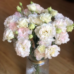 钢丝球冰淇淋洋桔梗花新鲜花卉鲜切花材短笛烟灰紫色波浪粉粉琉璃