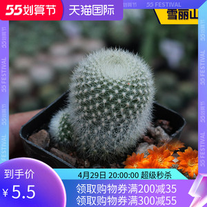 花田舍 雪丽山仙人球 多头群生开橙花宝山属软刺不扎手防辐射盆栽