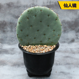 仙人镜 大型庭院美观造景仙人掌天台阳台好养活易度夏室内防辐射