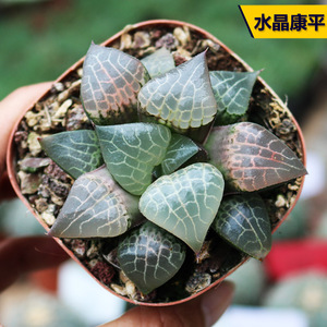 水晶康平寿 精养十二卷玉露寿 精品稀有粉红透窗电路板多肉植物