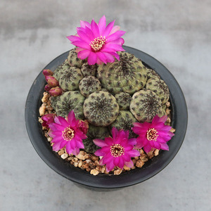 青蛙王子群生仙人球趣味开花嫁接落地仙人掌阳台窗台防辐射小盆栽