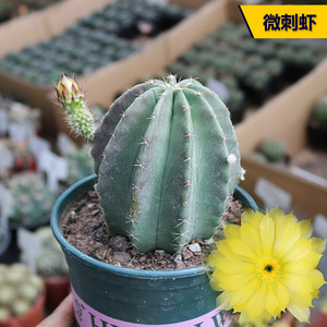 微刺虾实生仙人球稀有进口大颗开大黄花仙人掌阳台庭院观赏小盆栽
